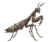 Wisemantis